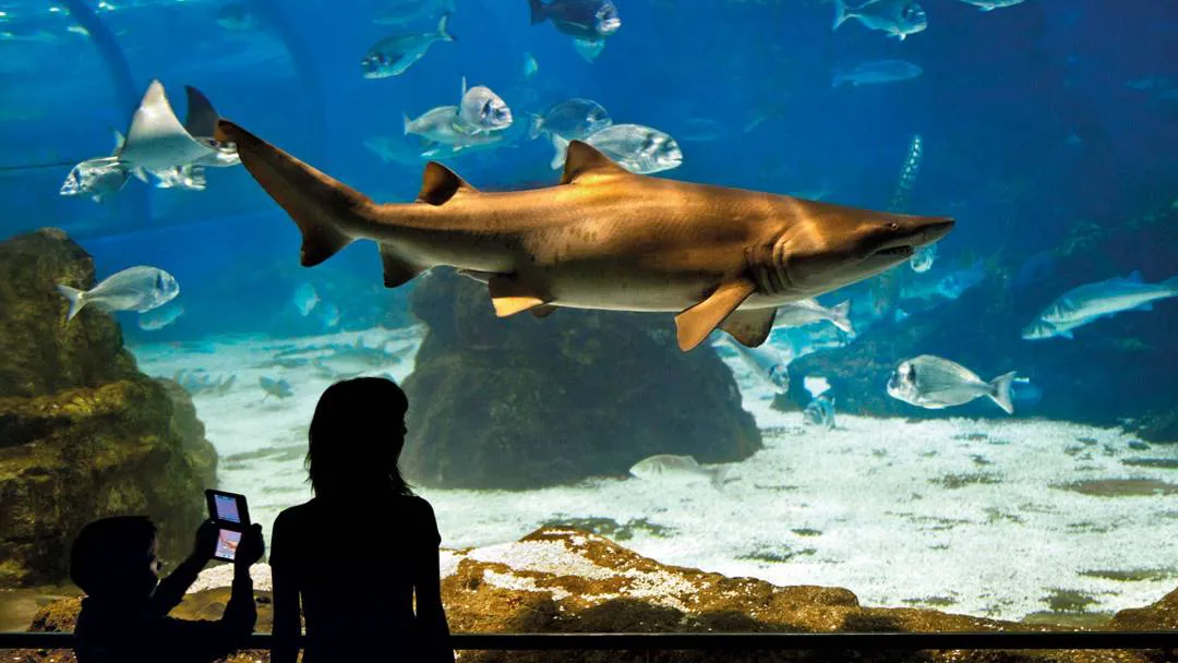 OceanarioBCNAquarium