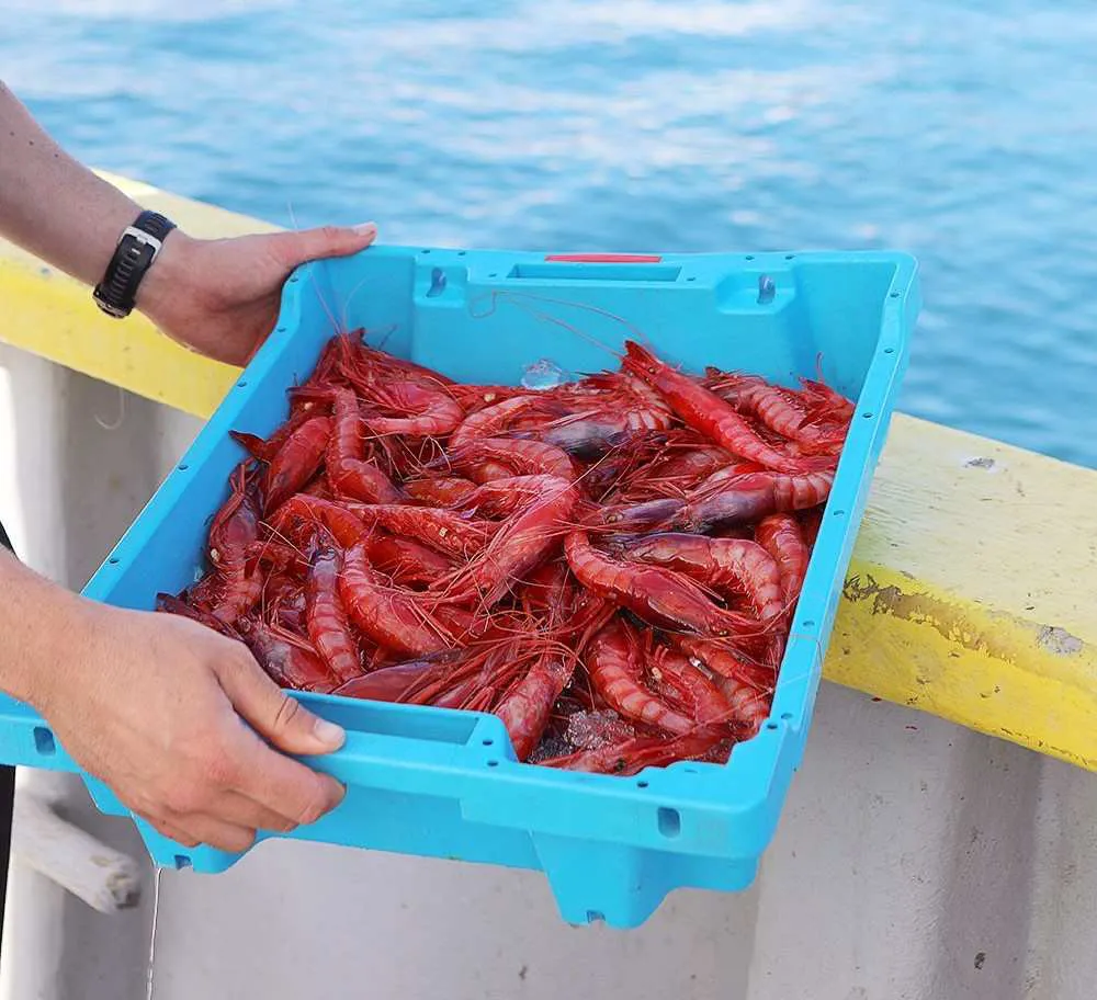 GTgambas1